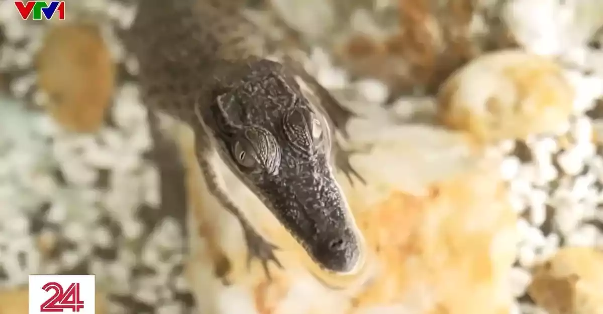 ワニをペットとして飼うことはオーストラリアの新しい趣味です。