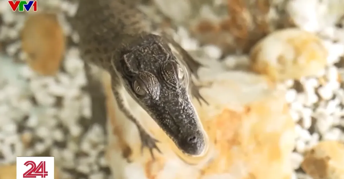 ワニをペットとして飼うことはオーストラリアの新しい趣味です。