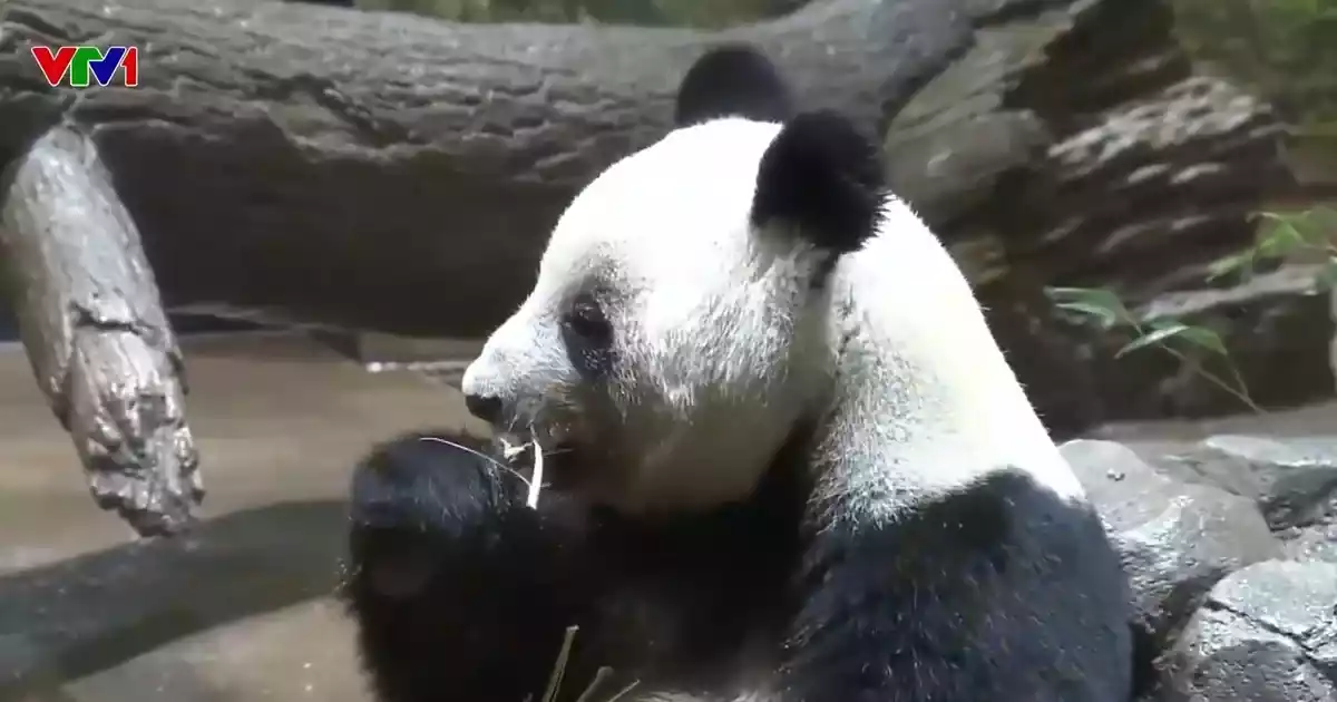 日本の動物園でパンダに別れを告げるブーム。