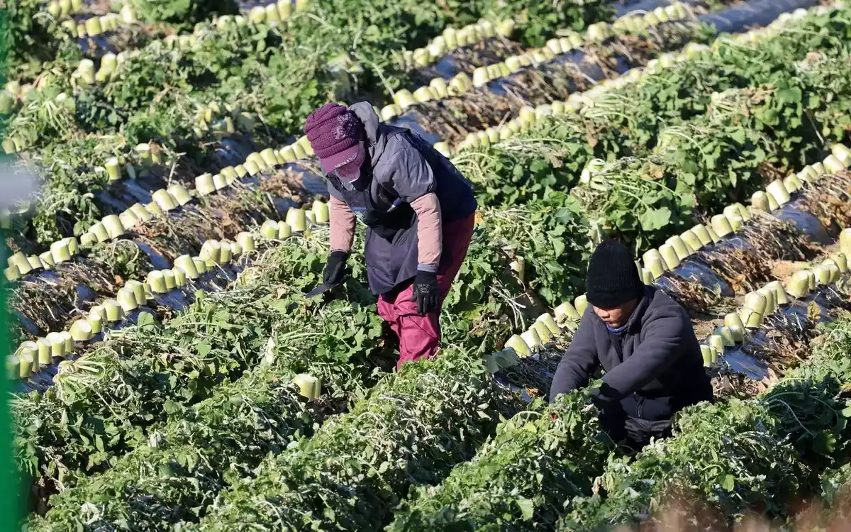 韓国は外国人季節労働者の採用を増やすと発表した。
