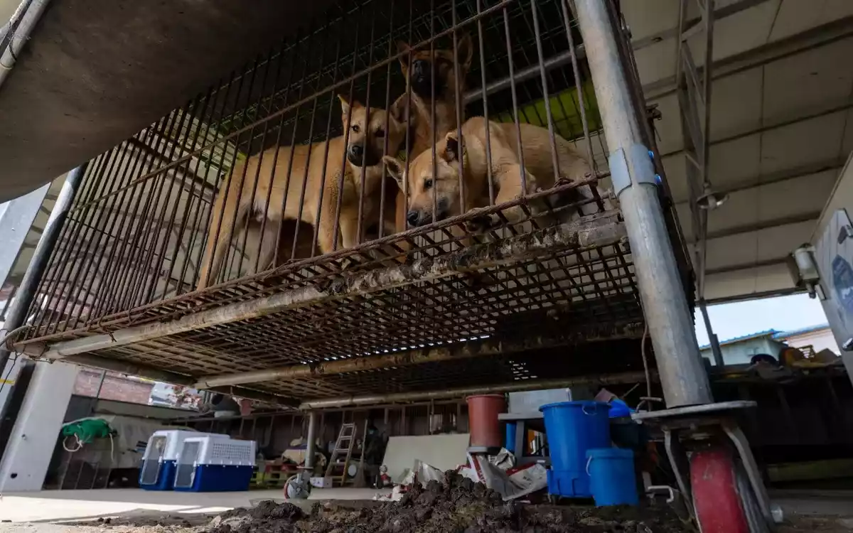 韓国の犬肉農場の約80％が閉鎖された。