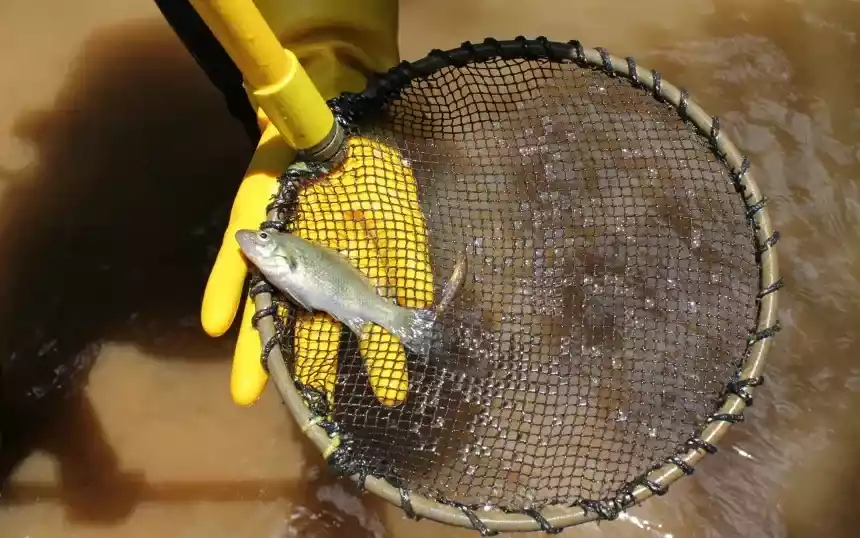 2つの滝の間にのみ生息するこの小さな古代の魚種は、絶滅の危機に瀕しています。