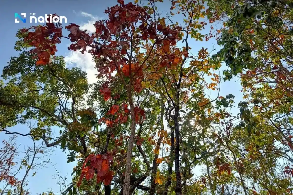 Hiện tượng &ldquo;rừng đổi m&agrave;u&rdquo; kỳ ảo tại Th&aacute;i Lan- Ảnh 3.