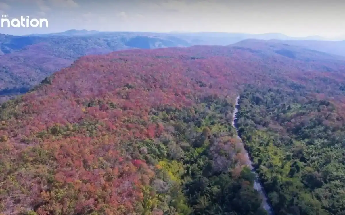 タイの魔法のような「色が変わる森」現象。