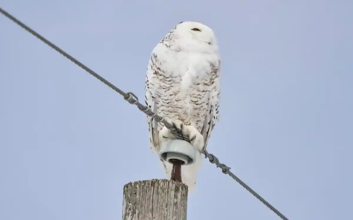 40種の渡り鳥が、国連の国際的に保護されている動物種リストに追加された。