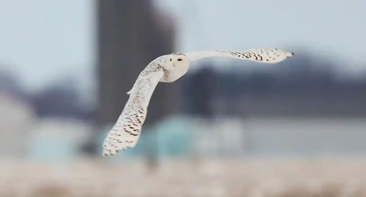 40 lo&agrave;i động vật di cư được Li&ecirc;n hợp quốc bổ sung v&agrave;o danh s&aacute;ch bảo vệ quốc tế - Ảnh 1.